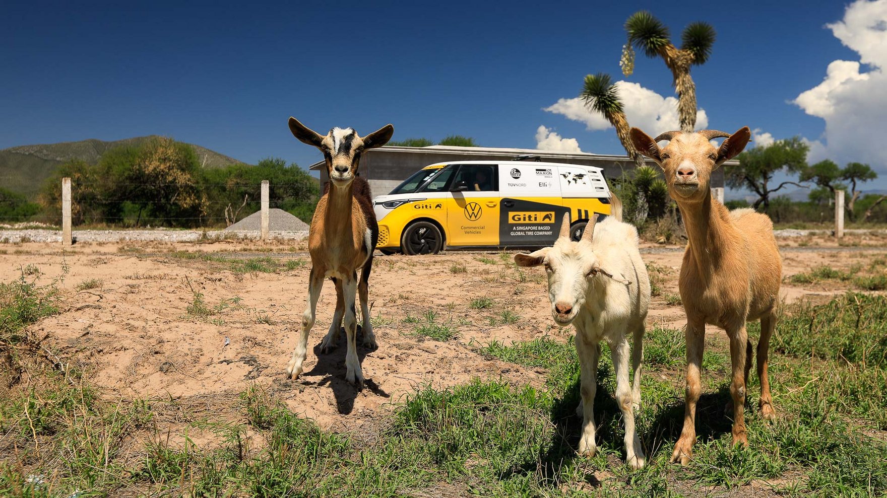 three light brown goats standing on a green and brown pasture looking in the camera, yellow van parked in the background